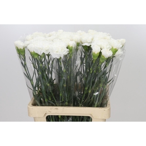 Dianthus St Holly