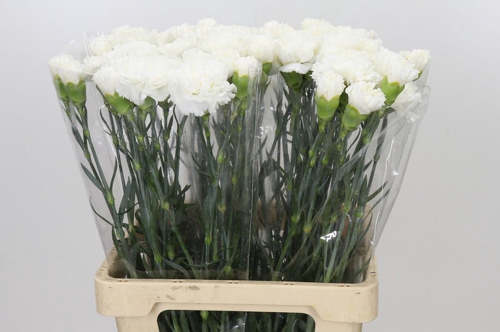 <h4>Dianthus St Holly</h4>