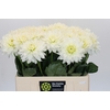 Dahlia Karma M. Zwaan
