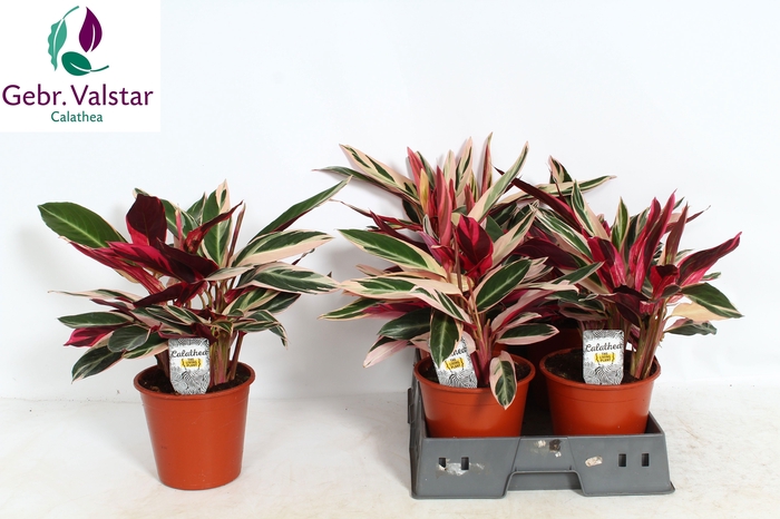 <h4>STROM SA TRIOSTAR</h4>