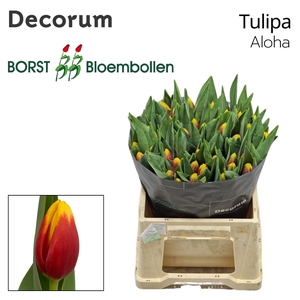 Tulipa Aloha