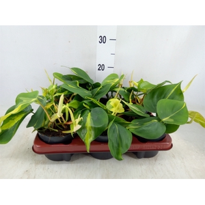 Philodendron scand. 'Brasil'