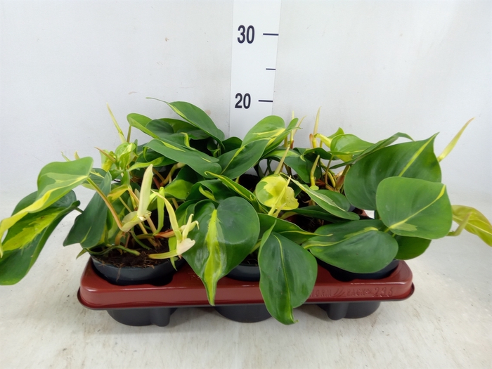 <h4>Philodendron scand. 'Brasil'</h4>