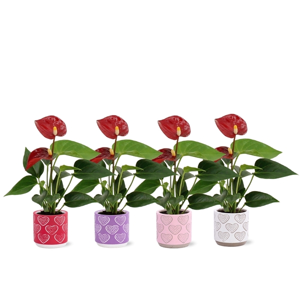 <h4>Anthurium Micra Pearl in Cloe ceramics</h4>