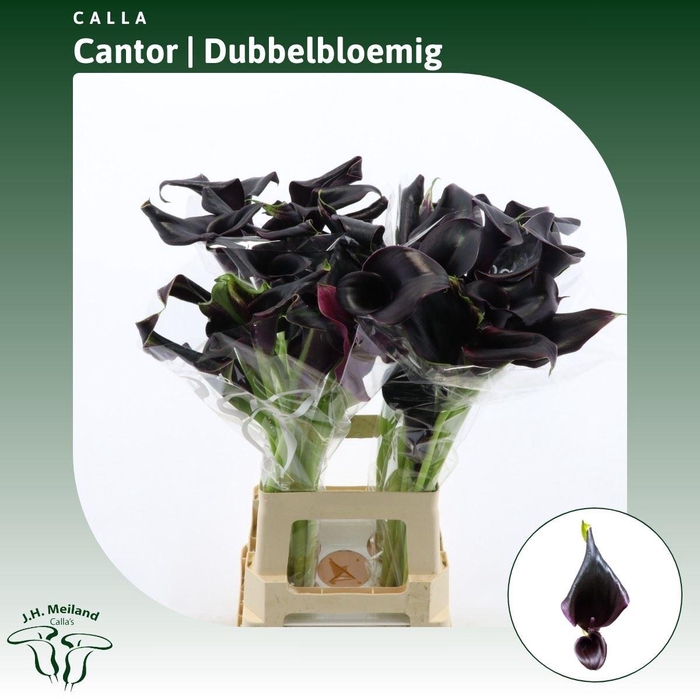 <h4>Calla Cantor | Dubbelbloemig</h4>