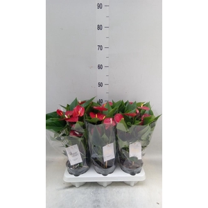 Anthurium andr. 'Micra'