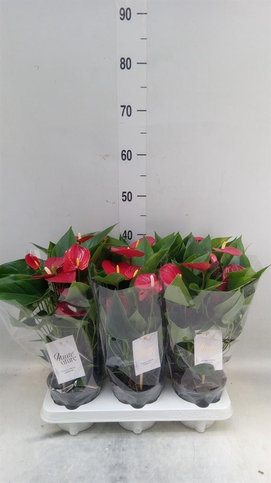 <h4>Anthurium andr. 'Micra'</h4>