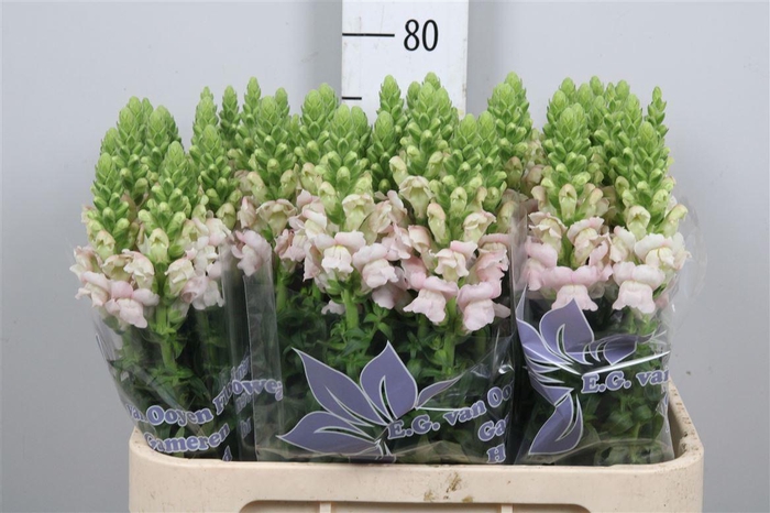 <h4>Antir Avign Silver</h4>