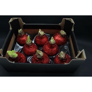 Amaryllis Topl Kerst Rood