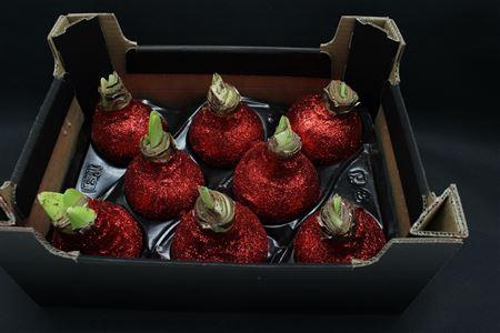 <h4>Amaryllis Topl Kerst Rood</h4>