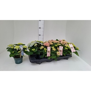 HYDR M MAG REVOLUTIO