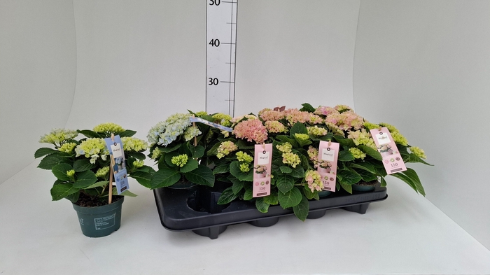 <h4>HYDR M MAG REVOLUTIO</h4>