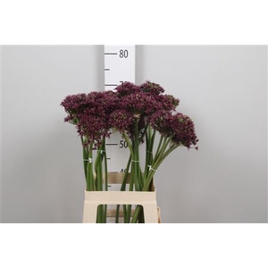 Allium Cherry