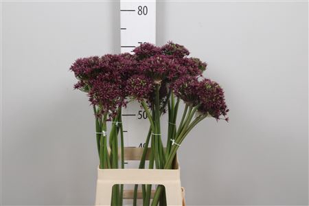 <h4>Allium Cherry</h4>