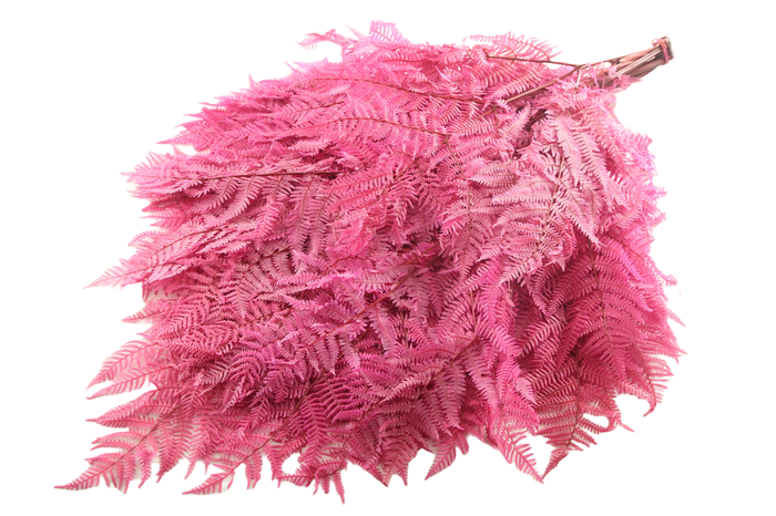 <h4>Fern Bracken Preserved Cerise</h4>