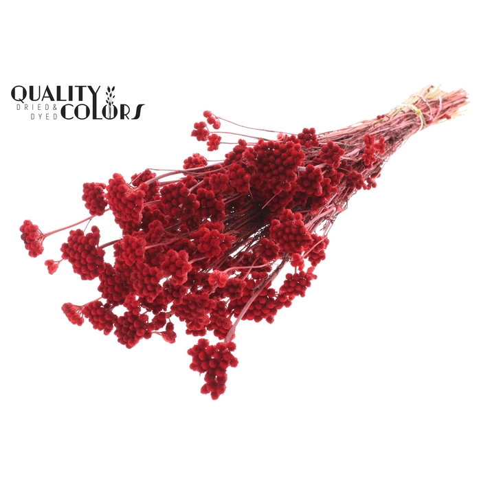 <h4>Lona per bunch Red</h4>