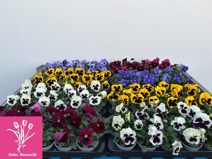 <h4>VIO F1 HYBR MIXK</h4>