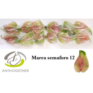 Anthurium Marea