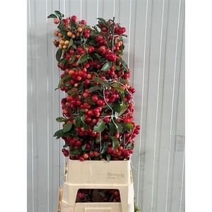 Malus Red Sentinel