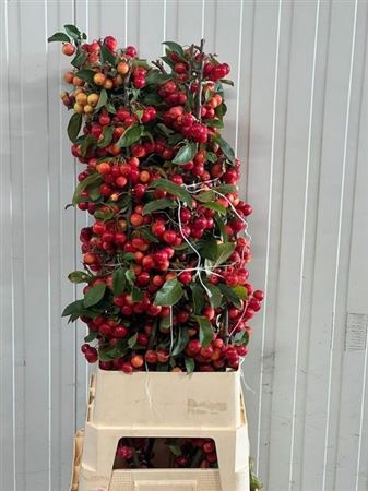 <h4>Malus Red Sentinel</h4>