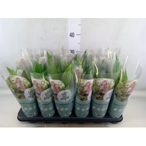 Spathiphyllum  'Pearl Cupido'