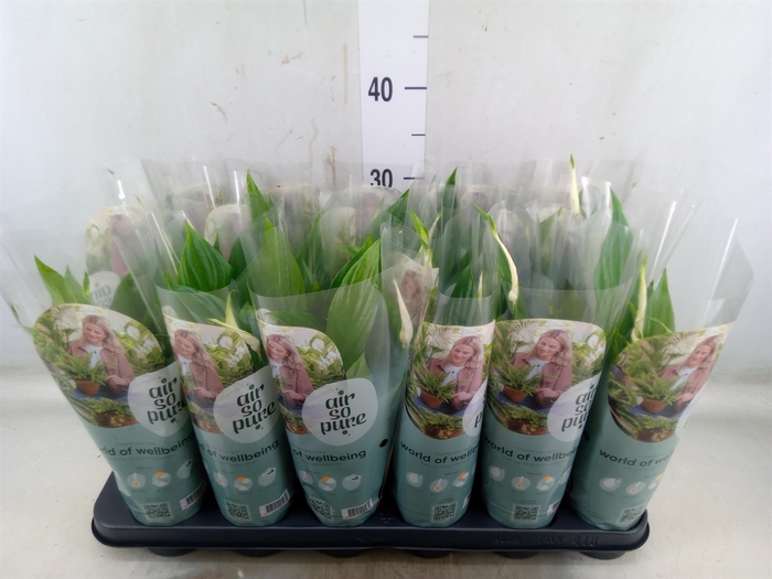 <h4>Spathiphyllum  'Pearl Cupido'</h4>
