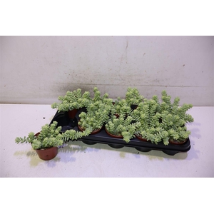 Sedum Burrito
