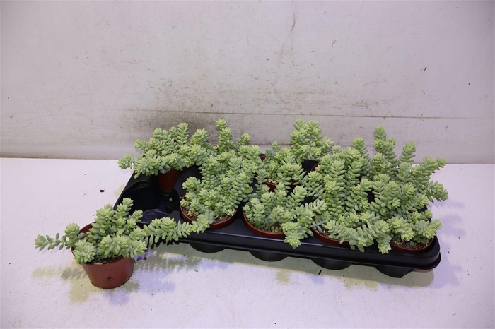 <h4>Sedum Burrito</h4>