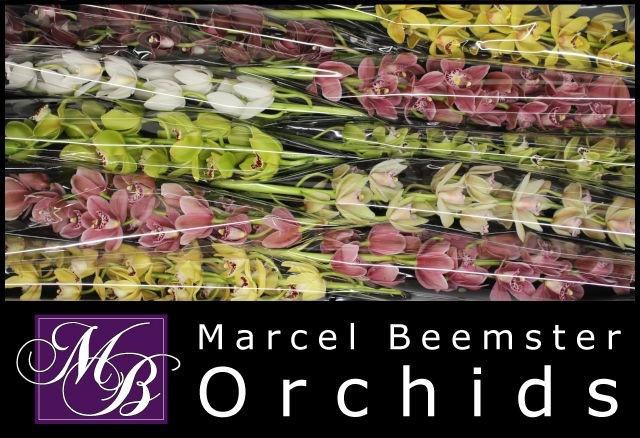 <h4>CYMB MI GEM</h4>