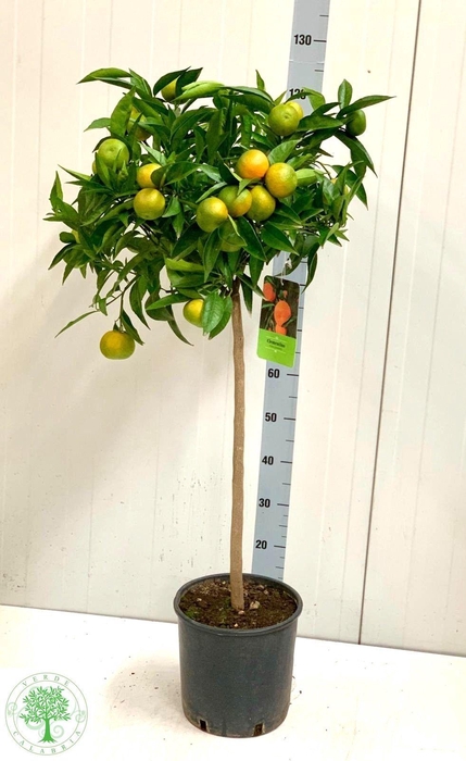 <h4>CITR RE CLEMENTINE</h4>