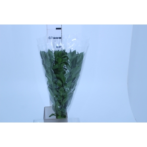 FOLHAGEM RUSCUS 050 CM