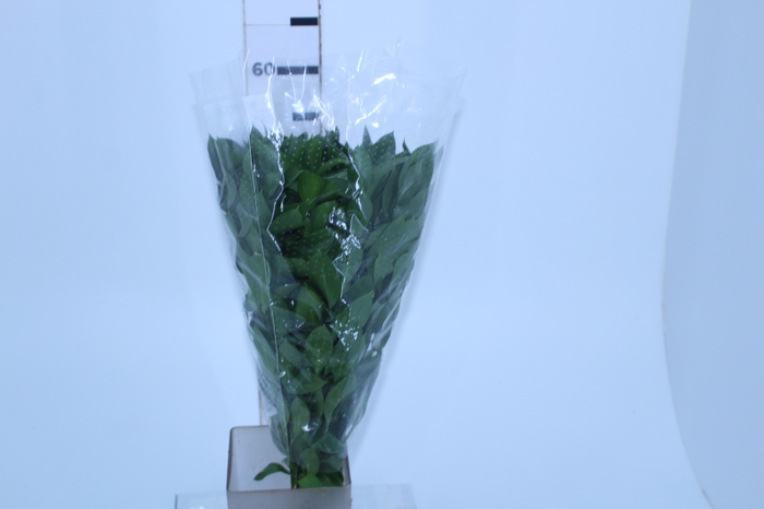FOLHAGEM RUSCUS 050 CM