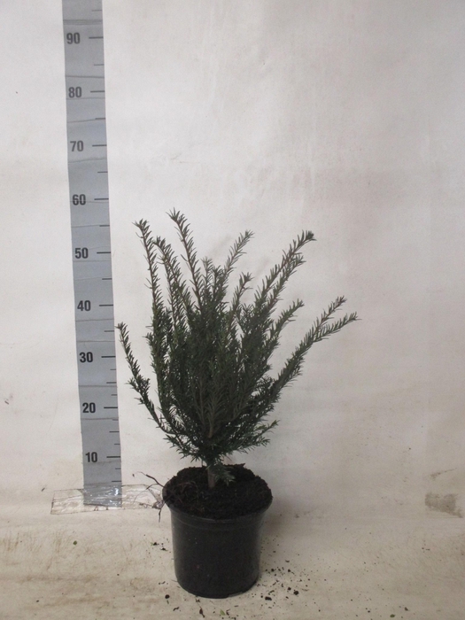 <h4>TAXUS BACCATA</h4>