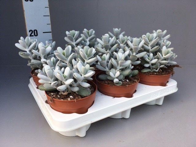 <h4>Cotyledon Orbiculata 12 cm</h4>