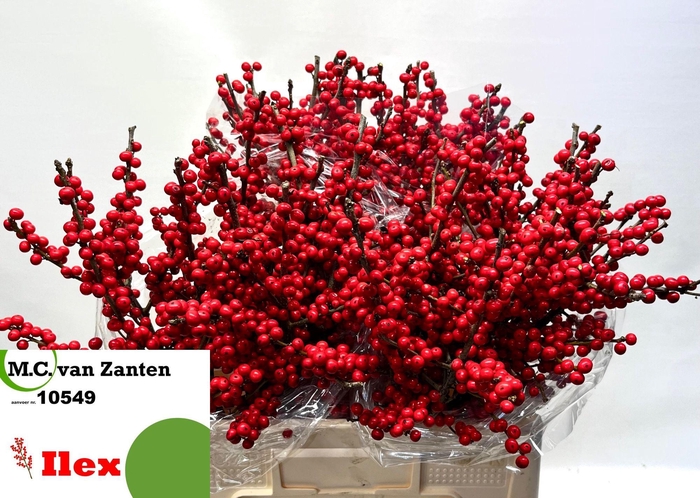 <h4>ILEX VE RODE BES</h4>