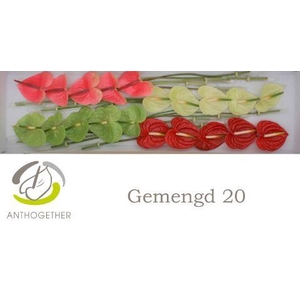 Anthurium Mix Surprise