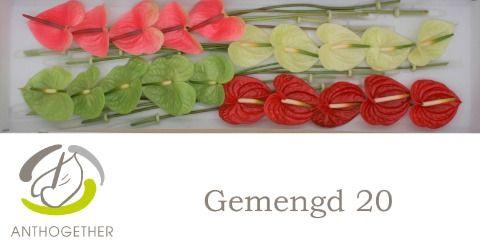 <h4>Anthurium Mix Surprise</h4>