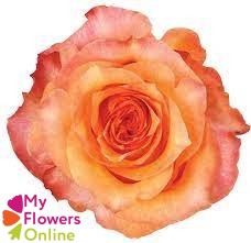 <h4>R Gr Twilight@ Bicolor 50cm EC</h4>