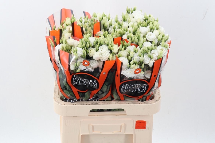 <h4>Eus G Rosi White</h4>