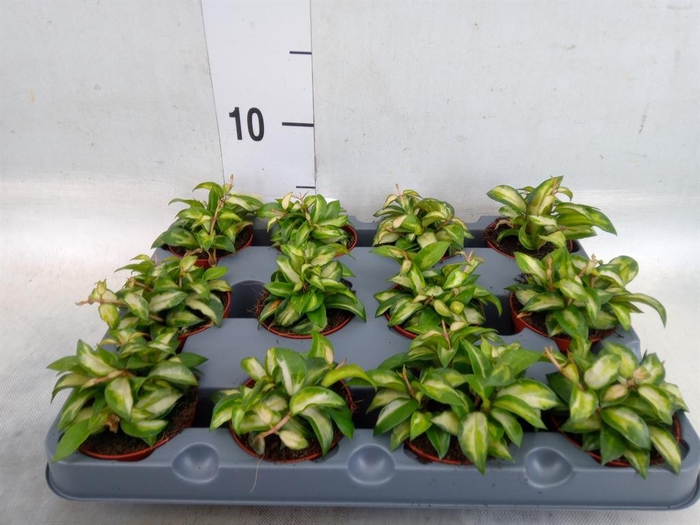 <h4>Hoya lacunosa</h4>