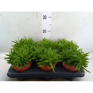 Peperomia fereirae 'Happy-Bean'