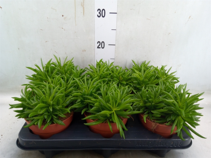 <h4>Peperomia fereirae 'Happy-Bean'</h4>