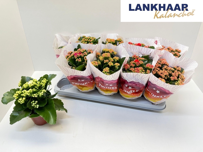 <h4>KAL GE PERF GEM 5 KL</h4>