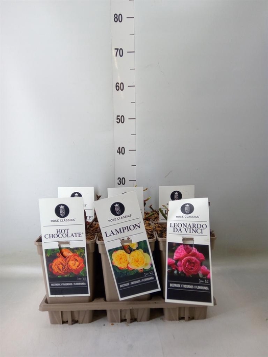 <h4>Rosa FL  ...</h4>