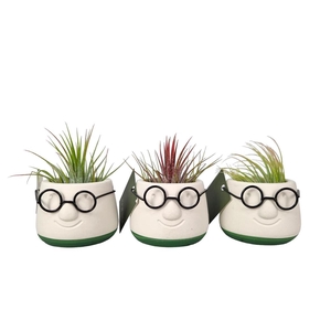 Arrangementen Tillandsia 6%