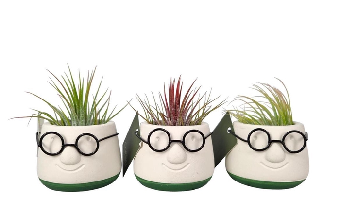<h4>Arrangementen Tillandsia 6%</h4>