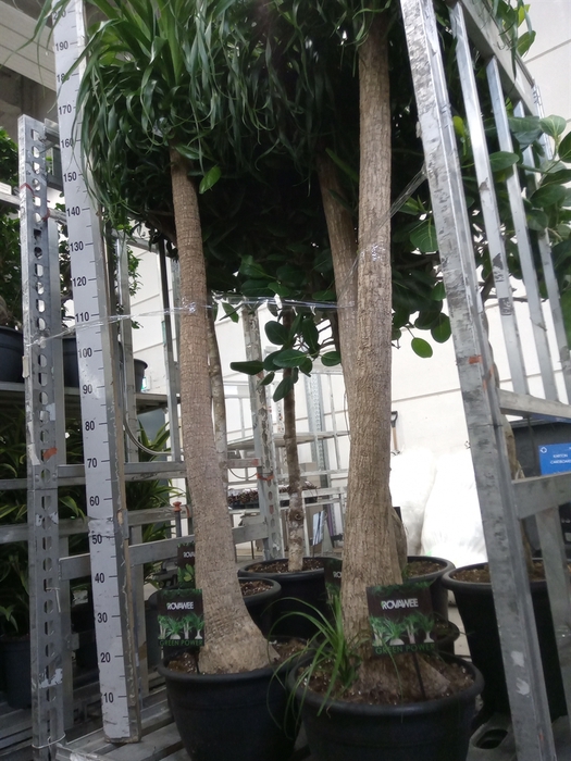 <h4>Beaucarnea recurvata</h4>