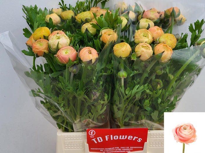 <h4>Ran Aazur Salmon</h4>