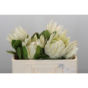Protea Cyn. Ayoba Arctic Ice