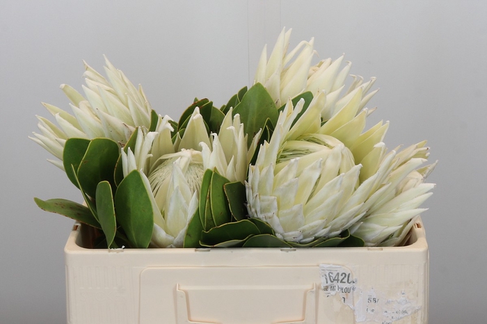 <h4>Protea Cyn. Ayoba Arctic Ice</h4>
